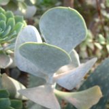 Cotyledon orbiculata PR (rounded leaves)   ÉPUISÉ - OUT of STOCK - AGOTADO